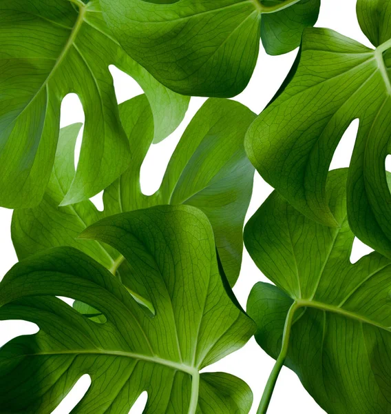 Тропическая Листва Джунглей Темно Зеленый Лист — стоковое фото