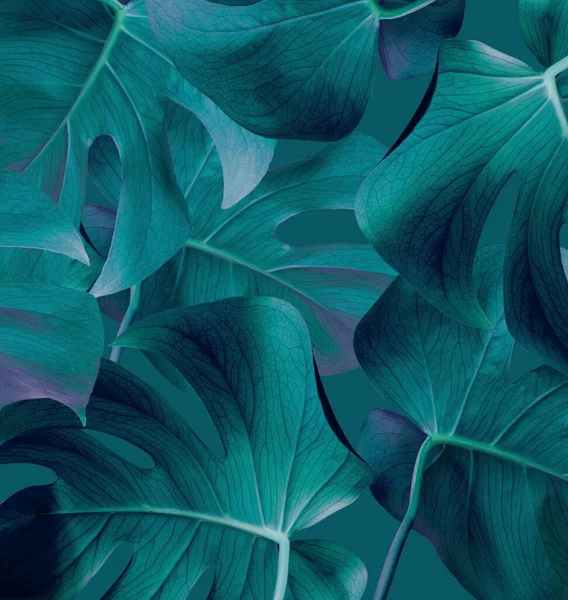 Тропічне Листя Джунглів Темно Синій Фон Природи — стокове фото