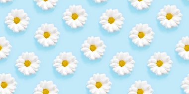 Mavi arka planda beyaz papatya mili. Kusursuz desen kavramı.
