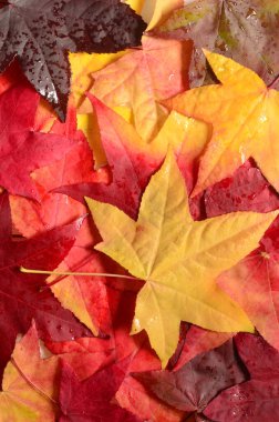 Sonbahar portakal yaprakları grubuyla arka plan. Açık havada. Sonbahar konsepti.