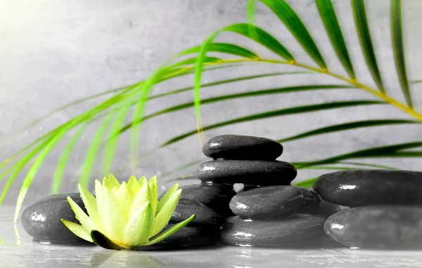 Spa Concept Wet Black Stones Palm Leaf Lotus Grey Background — Stock Photo, Image