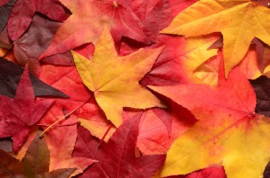 Sonbahar portakal yaprakları. Açık hava..