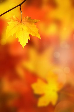 Sonbahar portakal yaprakları. Açık hava..