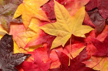 Sonbahar portakal yaprakları grubuyla arka plan. Açık havada. Sonbahar konsepti.