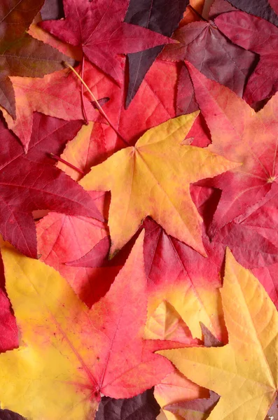 Sonbahar portakal yaprakları grubuyla arka plan. Açık havada. Sonbahar konsepti.