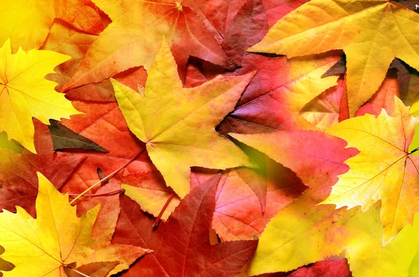 Hintergrund Mit Orangefarbenen Blättern Draußen Herbstkonzept — Stockfoto