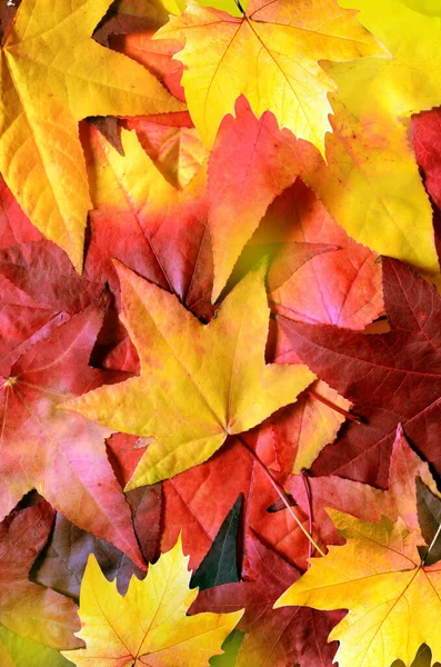 Fondo Con Foglie Arancio Autunnali Gruppo All Aperto Concetto Autunno — Foto Stock