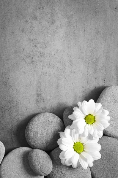 Flache Lagekomposition Mit Wellness Steinen Und Weißer Blume Auf Grauem — Stockfoto