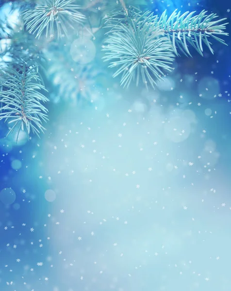 Fir Blue Pine Branch Vánoční Dovolená Pozadí — Stock fotografie