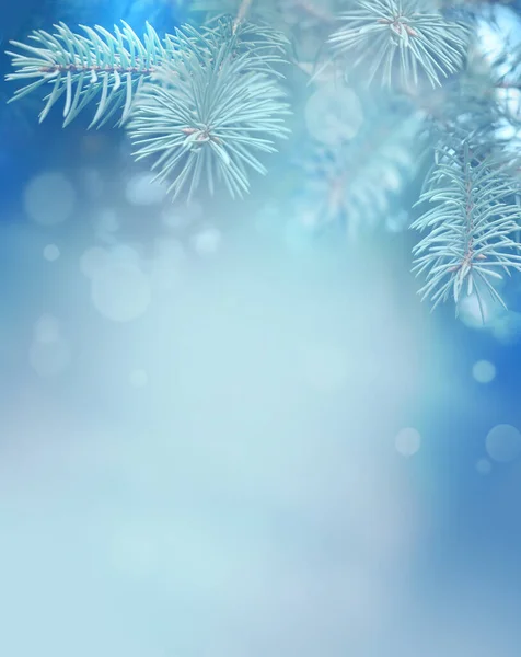 Fir Blue Pine Branch Vánoční Dovolená Pozadí — Stock fotografie