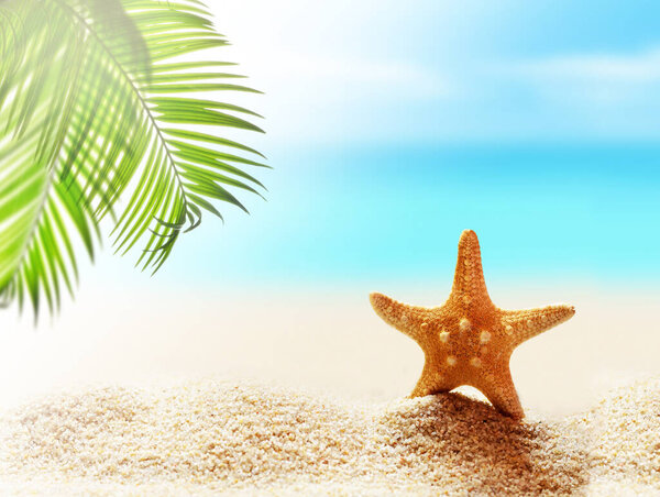 Летний пляж с морской звездой в белом песке и тропическим пальмовым листом.