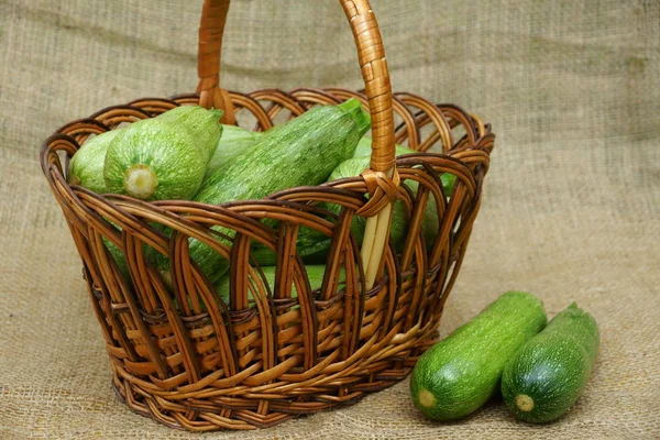 Harvest zucchini in the basket. Mature, elastic zucchini only collected from the beds in the basket.