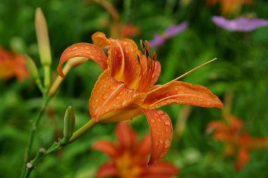 Çiğ zambak yaprakları üzerinde bırakır. Zambak çiçeği büyük yaprakları üzerinde çiğ damlaları ile