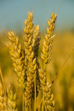 Tarlada olgunlaşmış buğday kulakları