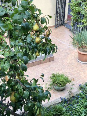 Taze sulu armut armut ağacı dalı