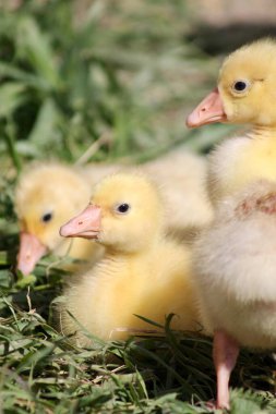 Genç Goslings. 7 gün yavru doğar. Boş aralık