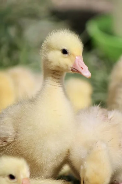 Goslings Giovane Età Giorni Nati Vangeli Raggio Libero — Foto Stock