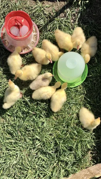 Goslings Junges Alter Tage Geborene Gösslinge Freilandhaltung — Stockfoto