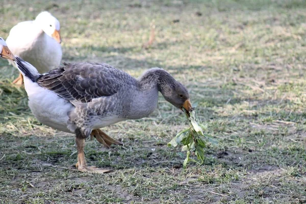 Geese Walk Freely Graze — Stock Photo, Image