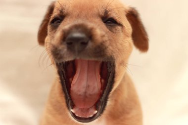 Uyuyan küçük sevimli köpek bir