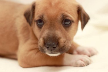 Uyuyan küçük sevimli köpek bir