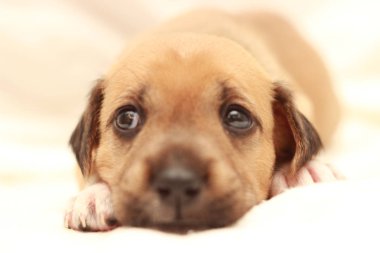 Uyuyan küçük sevimli köpek bir