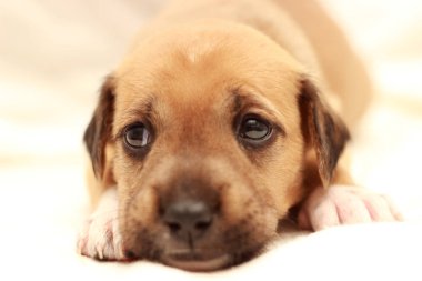 Uyuyan küçük sevimli köpek bir