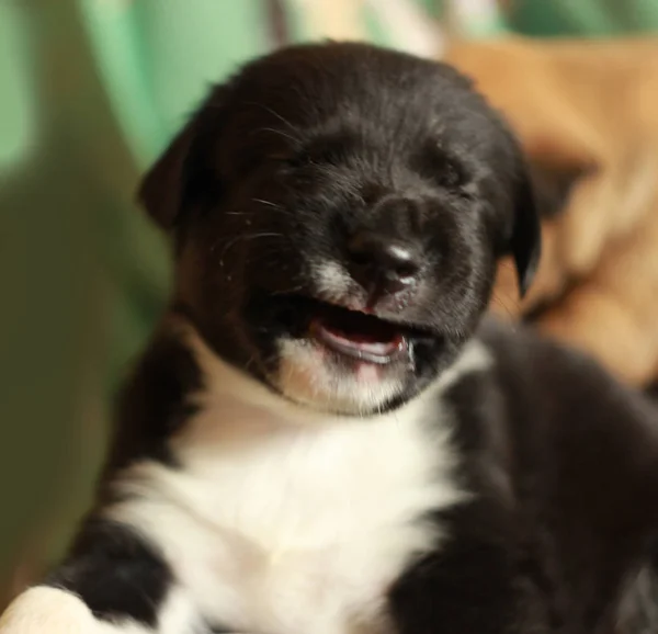 Jovem Bonito Preto Labrador Retriever Cachorro Cão Deitado Sobre Joelhos — Fotografia de Stock