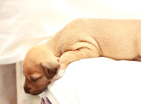 Pequeño lindo perro durmiendo en mujeres manos — Foto de Stock