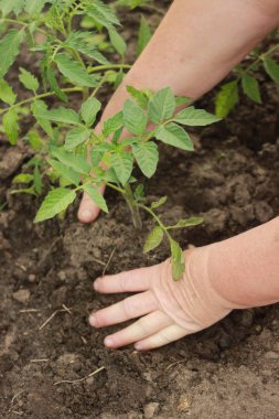 sebze bahçesinde domates fide dikim çiftçiler eller