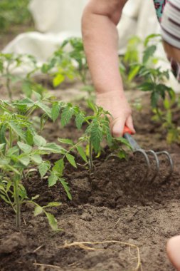 sebze bahçesinde domates fide dikim çiftçiler eller