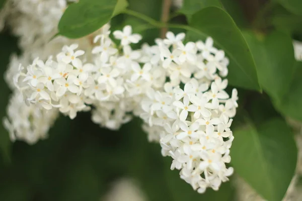 Bloeiend gewone Syringa vulgaris seringen bush witte cultivar. Lente landschap met bos van tedere bloemen. lelie-witte bloeiende planten achtergrond tegen blauwe lucht. Concentratie — Stockfoto