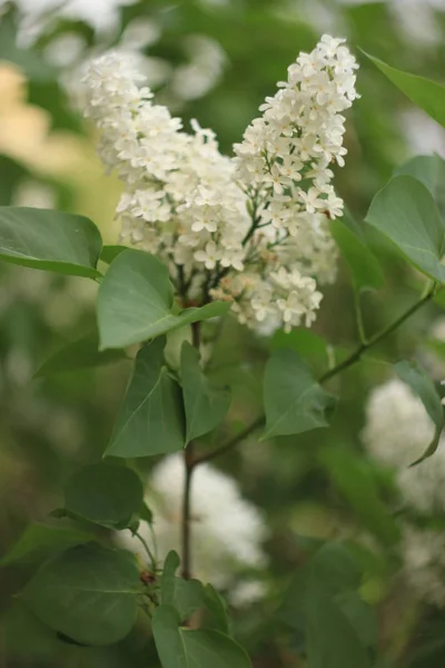 一般的なシリンガハゲワシのライラックブッシュホワイト品種を開花させます。柔らかい花の束と春の風景。青空を背景にユリ白花を咲かせます。焦点の — ストック写真
