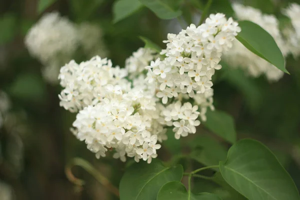 Bloeiend gewone Syringa vulgaris seringen bush witte cultivar. Lente landschap met bos van tedere bloemen. lelie-witte bloeiende planten achtergrond tegen blauwe lucht. Concentratie — Stockfoto