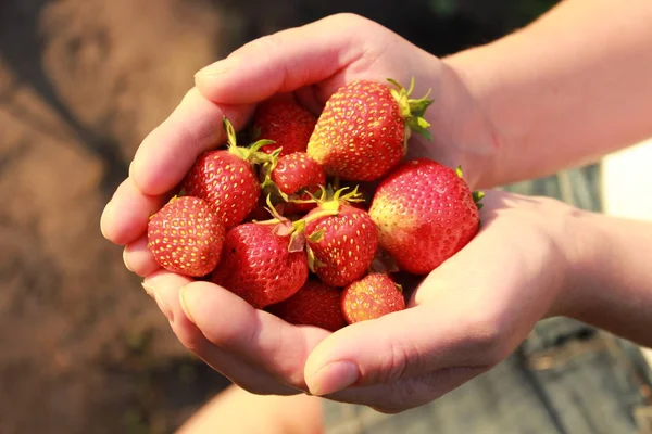 Juteux, frais, vient de cueillir des fraises dans la main humaine fille Photos De Stock Libres De Droits