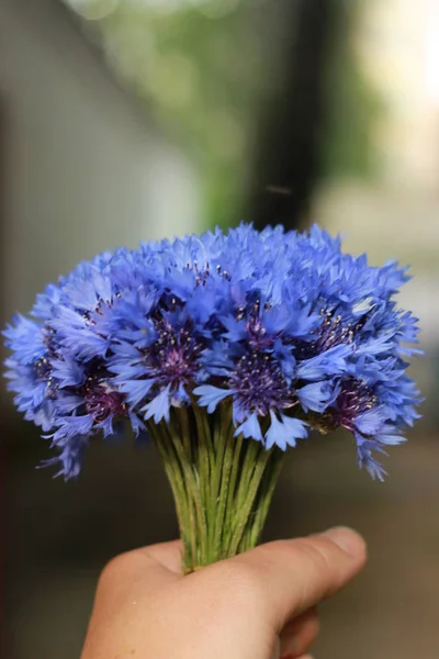 수레 국화와 그린 귀의 꽃다발입니다. 푸른 여름 초원 꽃과 녹색 보 리 귀입니다. Cornflowers는 아름 다운 여름 이벤트, 축제, decors 인사말. 스톡 이미지