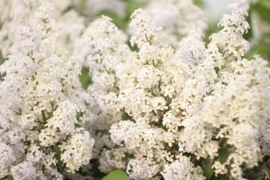 Yaygın bir şırınga, leylak, çalılık, beyaz tarla. Taze çiçeklerle dolu bahar manzarası. Mavi gökyüzüne karşı beyaz çiçekli bitkiler. Sof odaklanma