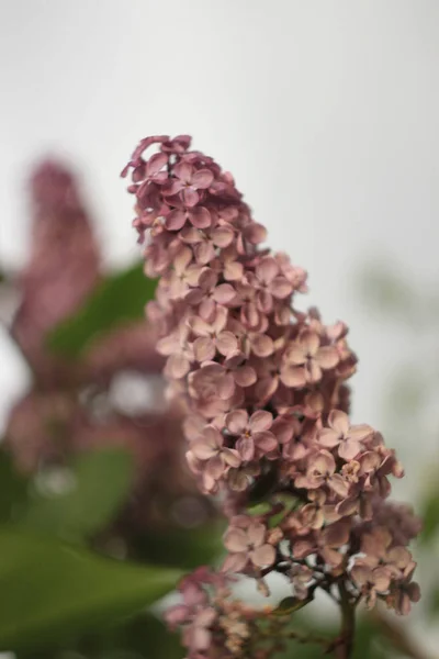 春の花紫のライラック。選択的なソフト フォーカス、フィールドの浅い深さ。ぼやけたイメージの春の背景 — ストック写真