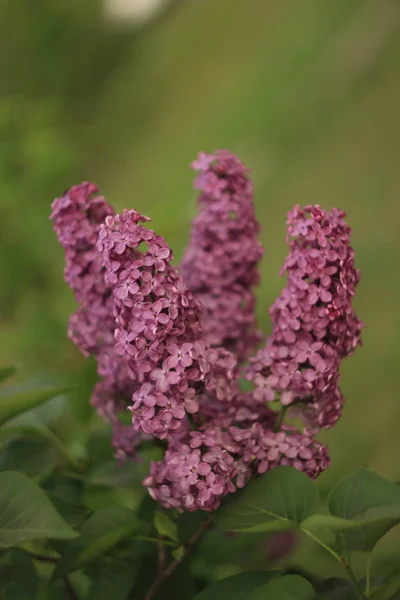 Blühende violette Flieder im Frühling. selektiver weicher Fokus, geringe Schärfentiefe. verschwommenes Bild, Frühlingshintergrund — Stockfoto