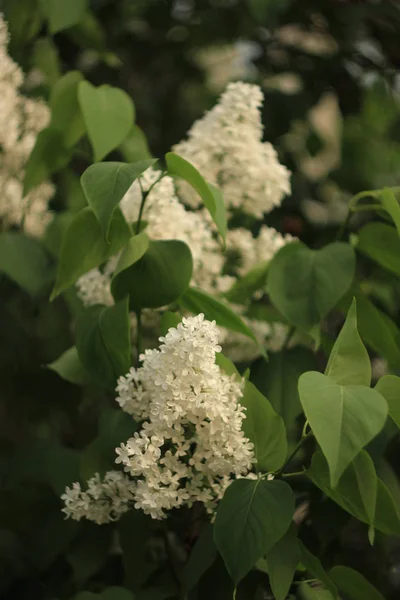Bloeiend gewone Syringa vulgaris seringen bush witte cultivar. Lente landschap met bos van tedere bloemen. lelie-witte bloeiende planten achtergrond tegen blauwe lucht. Concentratie — Stockfoto