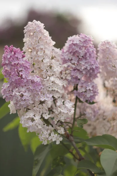 春の花紫のライラック。選択的なソフト フォーカス、フィールドの浅い深さ。ぼやけたイメージの春の背景 — ストック写真