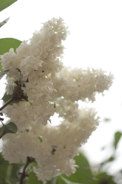 一般的なシリンガハゲワシのライラックブッシュホワイト品種を開花させます。柔らかい花の束と春の風景。青空を背景にユリ白花を咲かせます。焦点の — ストック写真