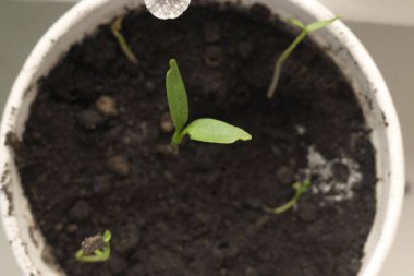 Şeker pancarı genç sürgünler, genç yeşil üzerinde siyah bir organi filizlenir.