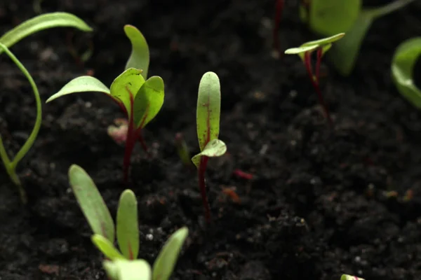 The green shoots of the seedlings emerge from the soil. Selectiv