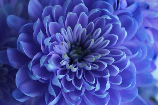 Chrysanthème violet, bleu et rose. Un bouquet de chrysanthèmes. Fleur de chrysanthème Gros plan Photo De Stock
