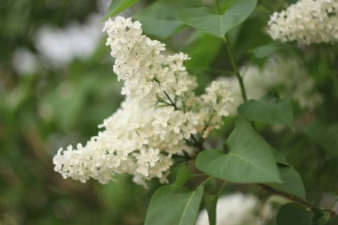 Yaygın bir şırınga, leylak, çalılık, beyaz tarla. Taze çiçeklerle dolu bahar manzarası. Mavi gökyüzüne karşı beyaz çiçekli bitkiler. Sof odaklanma