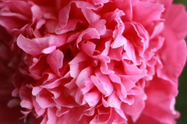 Sevimli ve güzel Şakayık. çok katmanlı yaprakları. Soluk pembe peonies çiçekler açık gri renkli bir grup. Duvar kağıdı