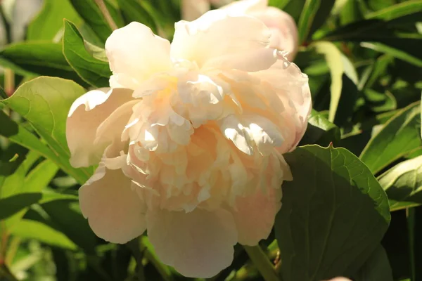 Couleur crème de pivoines délicates. de près. beauté naturelle — Photo