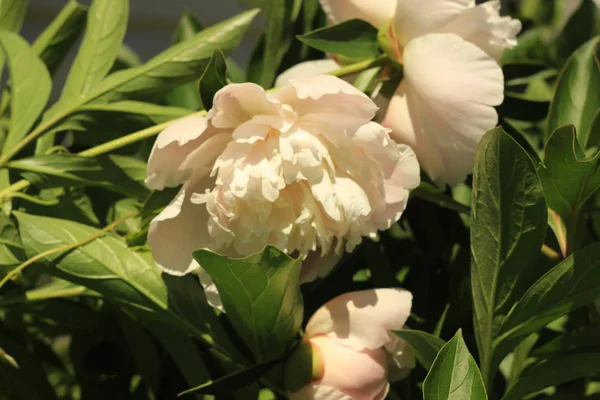 Delicate peonies cream color . close up . natural beauty