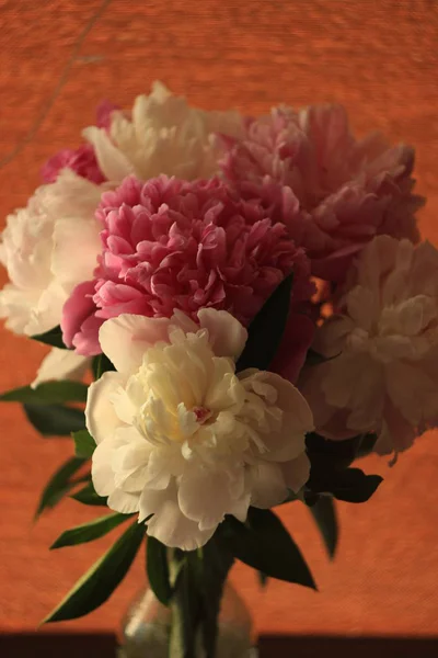 Delicate peonies cream color . close up . natural beauty